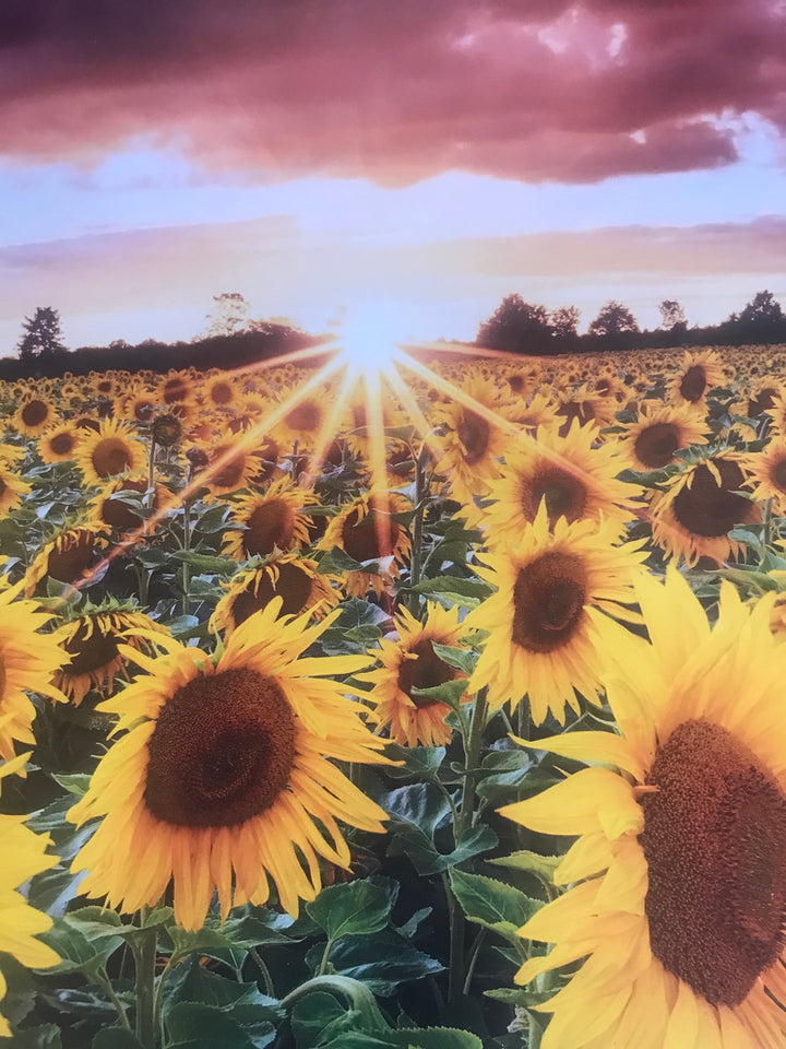 Vegan Paw Protector, Balm For Dogs, Moisturizing Balm, Organic Ingredients, Chemical Free Dog Lotion, Cracked Paw Relief Active