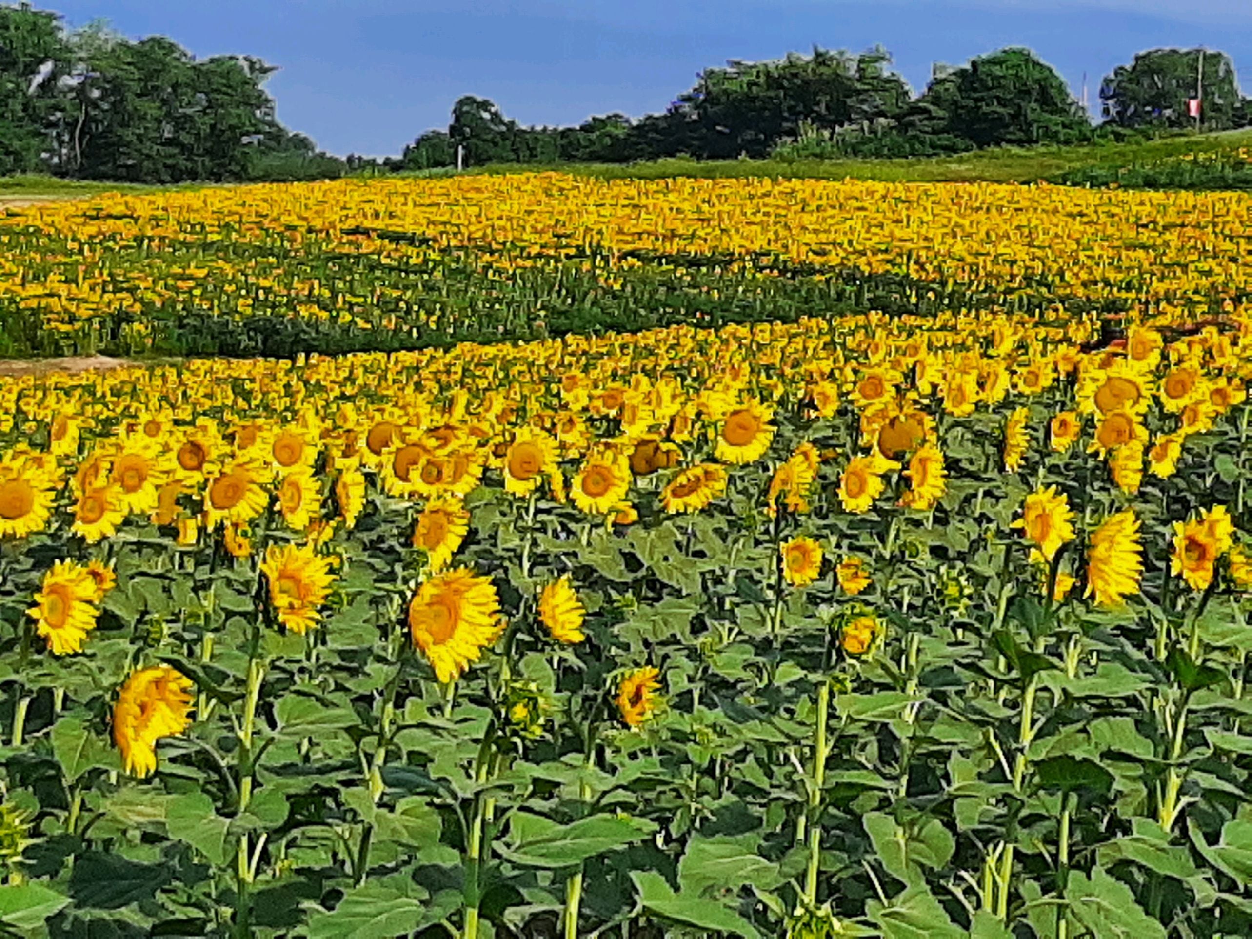 2024 Schwirian Farm Sunflower Festival cancellation