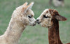 Alpaca Slipper Socks, Non slip gripper socks