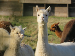 Super Soft Brown Alpaca Crew Socks, Alpaca Socks for Women, Made in USA, Hiking Socks, Cozy Socks, Gift For Mom, Mother's Day Gift