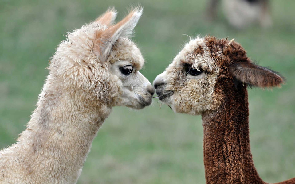 Super Soft Brown Alpaca Crew Socks, Alpaca Socks for Women, Made in USA, Hiking Socks, Cozy Socks, Gift For Mom, Mother's Day Gift